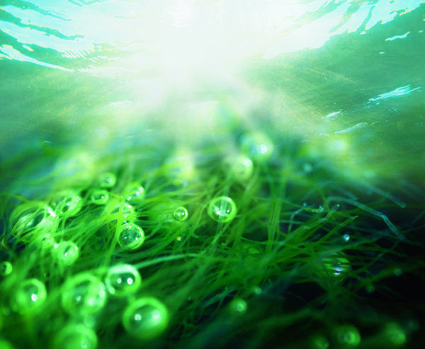 biotherm algues